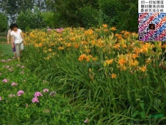 大花萱草