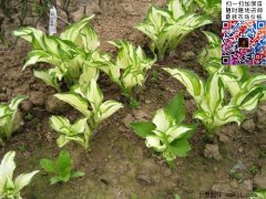 玉簪花