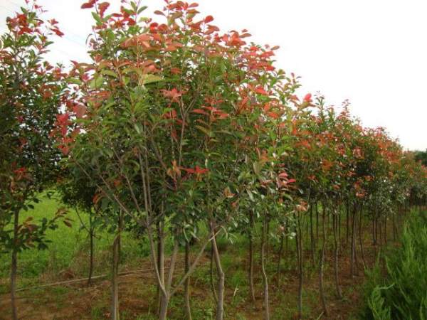 綠化苗木采購(gòu)過(guò)程中需要注意哪些？