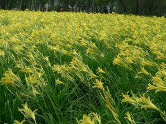 黃花萱草
