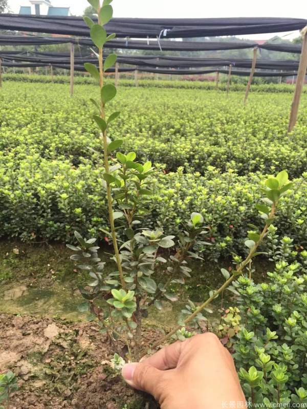 夏鵑圖片基地實拍 夏鵑圖片基地實拍