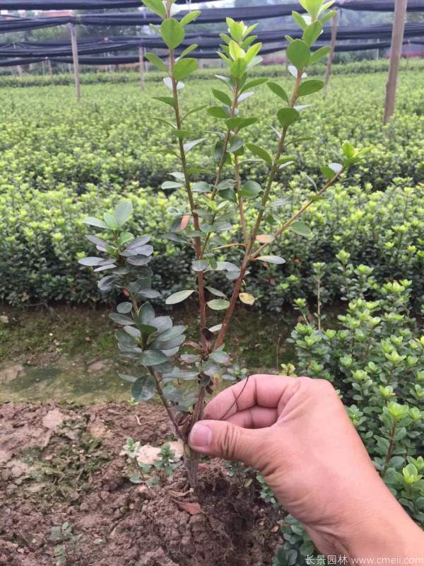 夏鵑圖片基地實(shí)拍 夏鵑圖片基地實(shí)拍