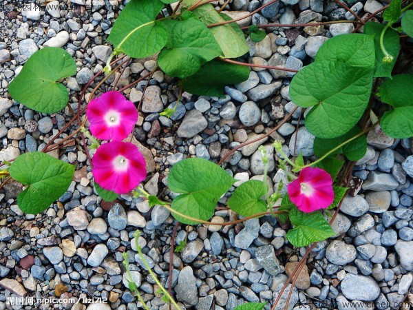 牽?；ǚN子發(fā)芽出苗開花圖片