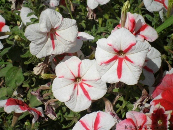 牽?；ǚN子發(fā)芽出苗開花圖片