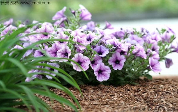 牽?；ǚN子發(fā)芽出苗開花圖片
