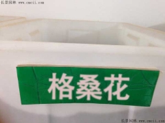 格?；ǚN子