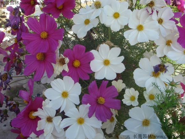 格?；ǚN子發(fā)芽出苗開花圖片