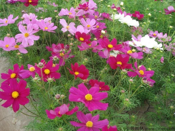 格?；ǚN子發(fā)芽出苗開花圖片