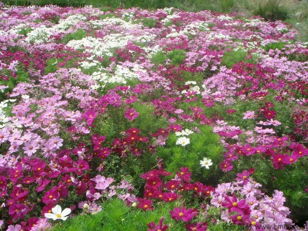 格?；ǚN子發(fā)芽出苗開花圖片